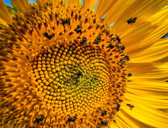バイオミミクリー（Biomimicry）：大自然から社会を構想する